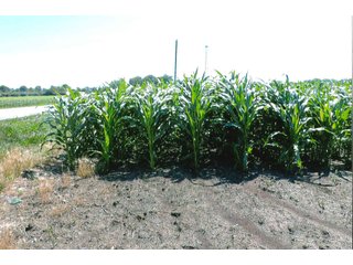 122+/- Acre parcel of land with 56+/- tillable, 65+/- woods, and pasture land plus a small creek running through property.

The cell tower is not included with this farm.
 - Tillable Land, Recreational Land, Woods, Pasture Land & Small Creek